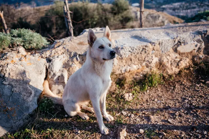 A white guard dog sitting on the rocky ground near the Semaforo dell'Eremita with the coast below