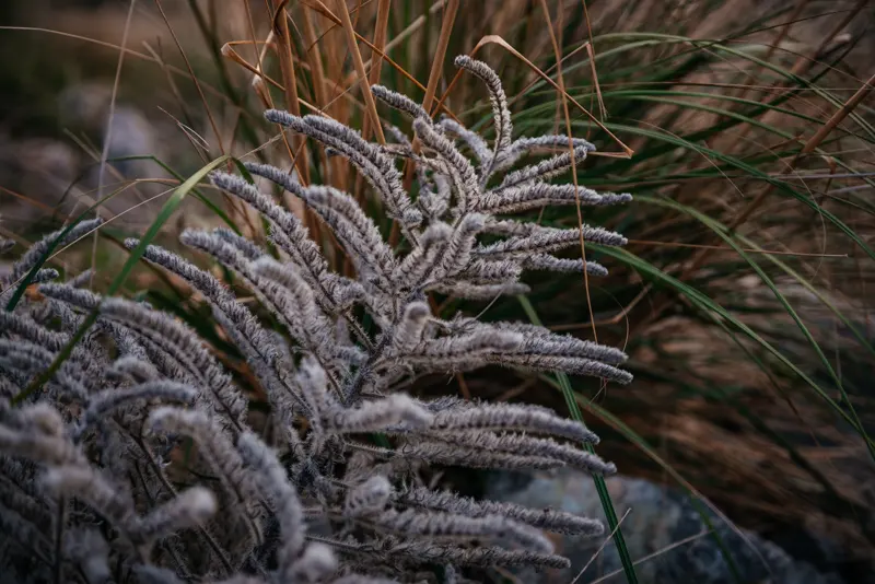 Close-up of Mediterranean macchia vegetation in the Capo Gallo reserve