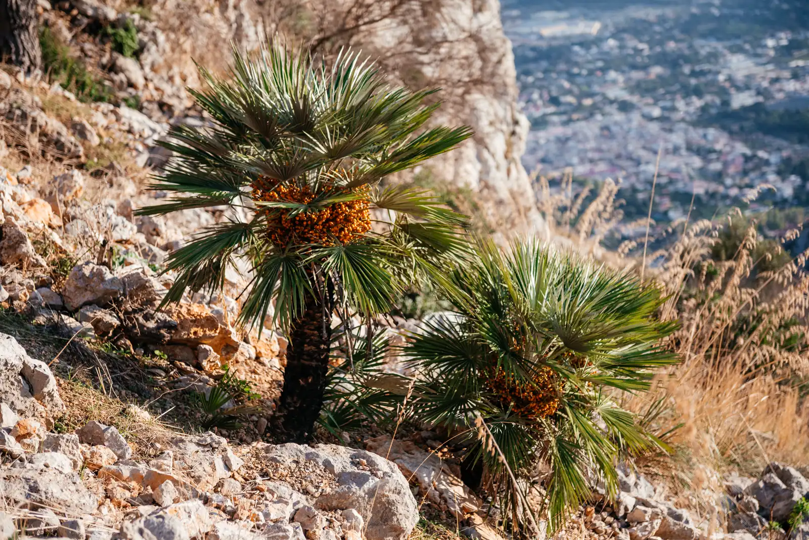 Fruiting dwarf palms (Chamaerops humilis) on the rocky limestone slope of Monte Gallo with Palermo below