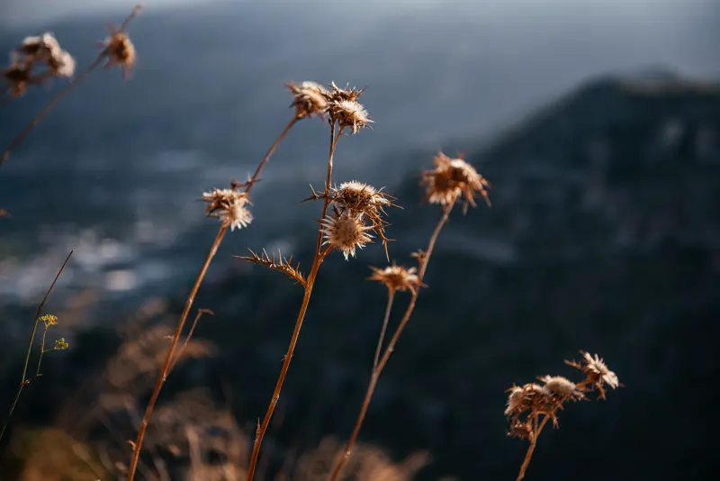 Dried thistle flowers above the Tyrrhenian Sea on Monte Gallo