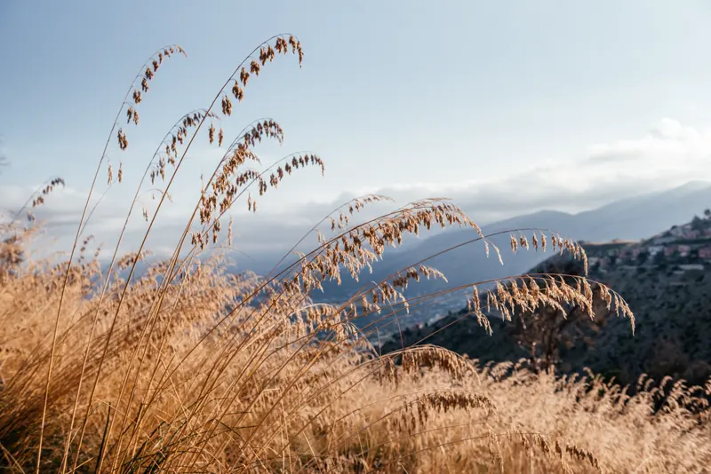 Golden grasses of the Via Santa trail with the mountains of Capo Gallo behind